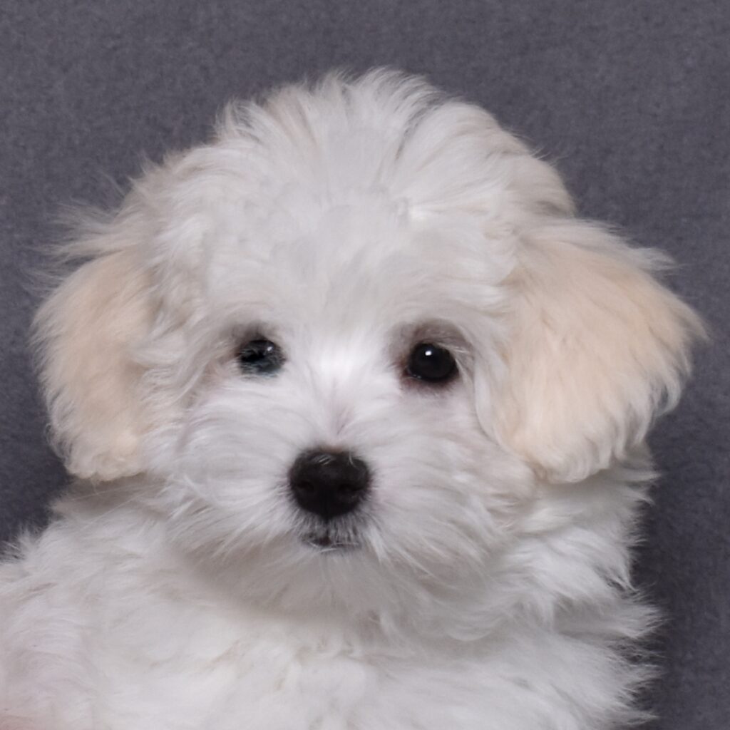 coton puppies pa