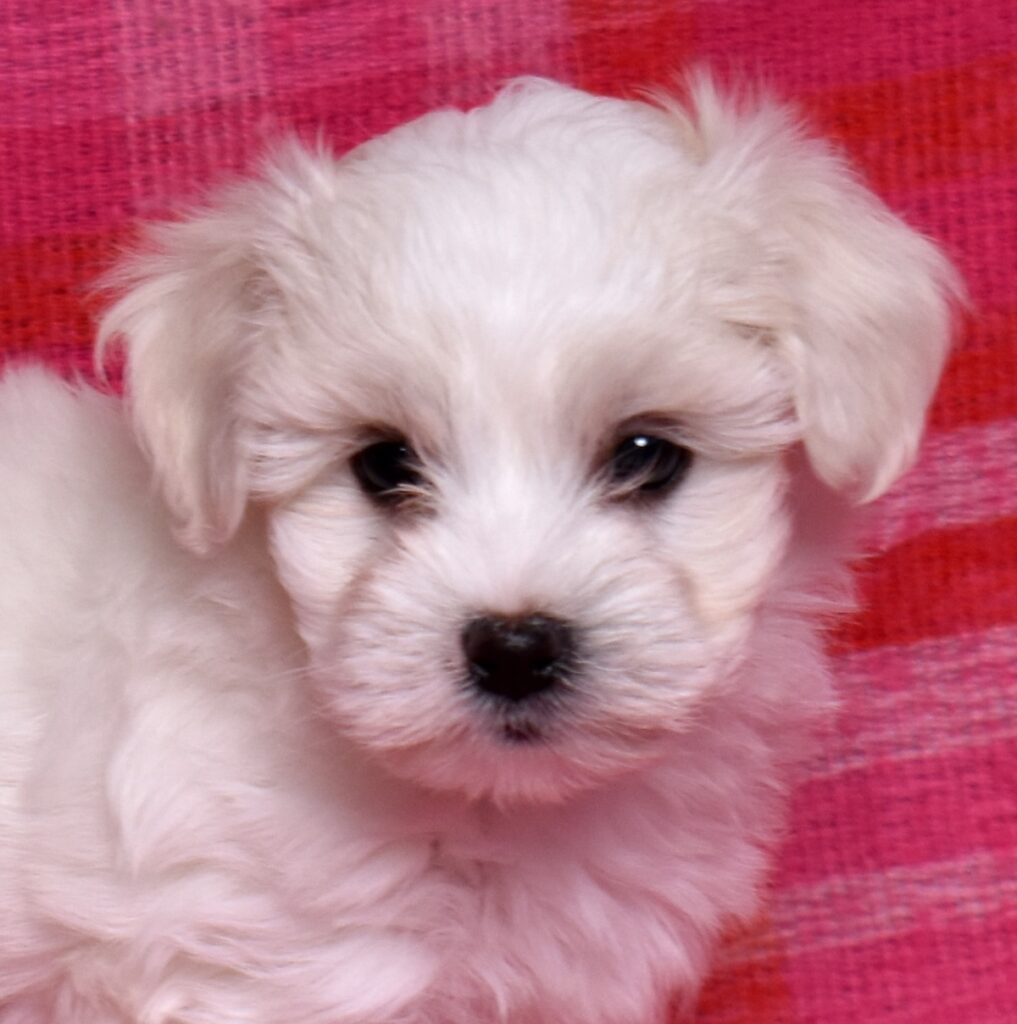 coton puppy