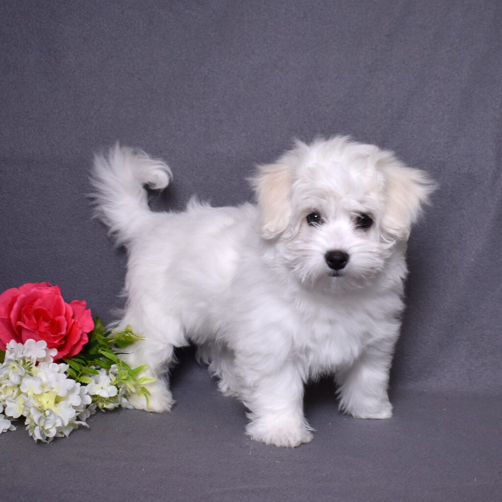 coton puppy