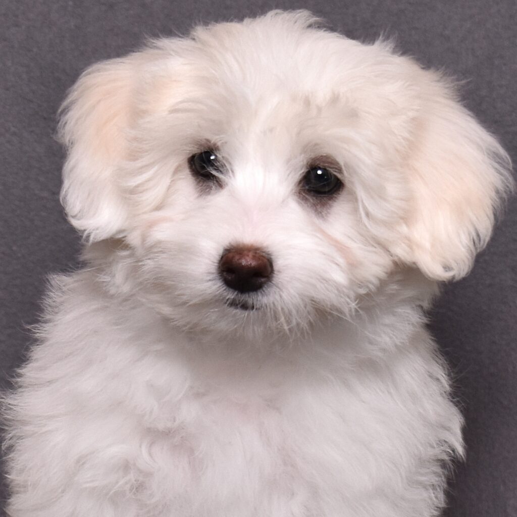 coton puppy