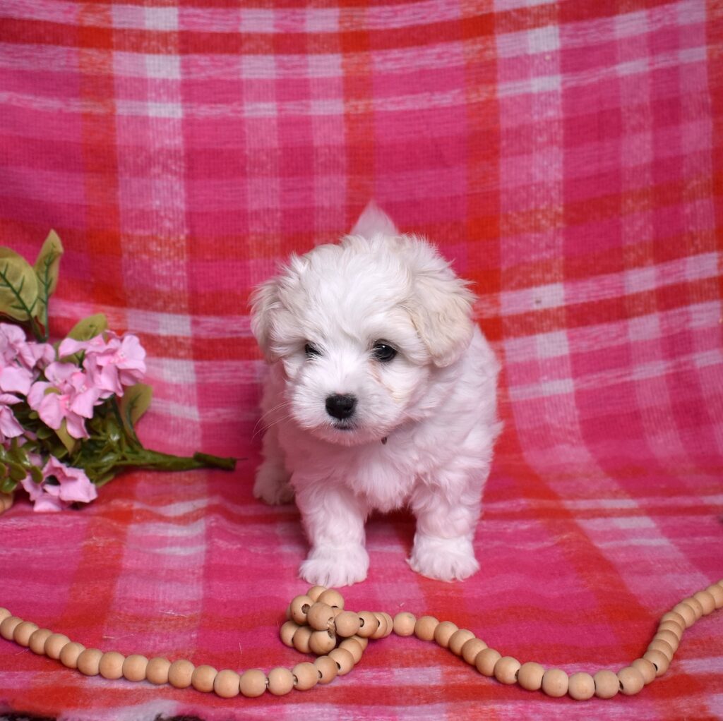 coton puppy breeders