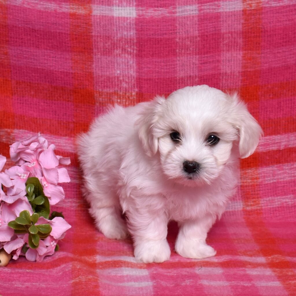 coton puppy breeders