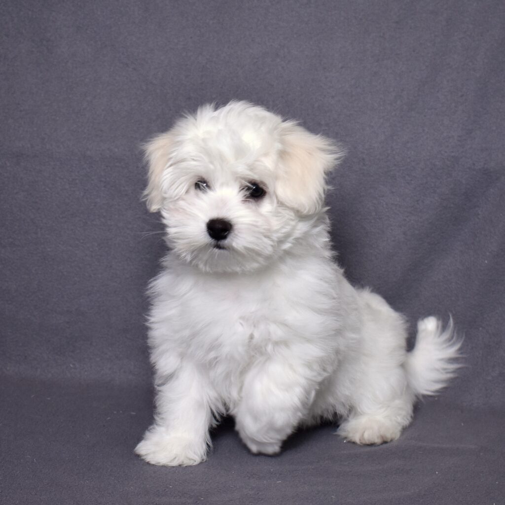 coton puppy for sale