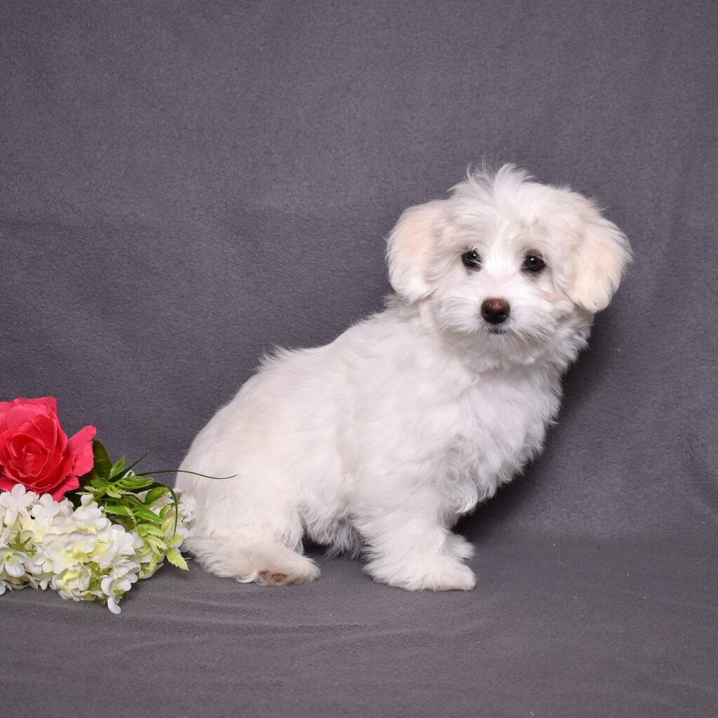 coton puppy for sale