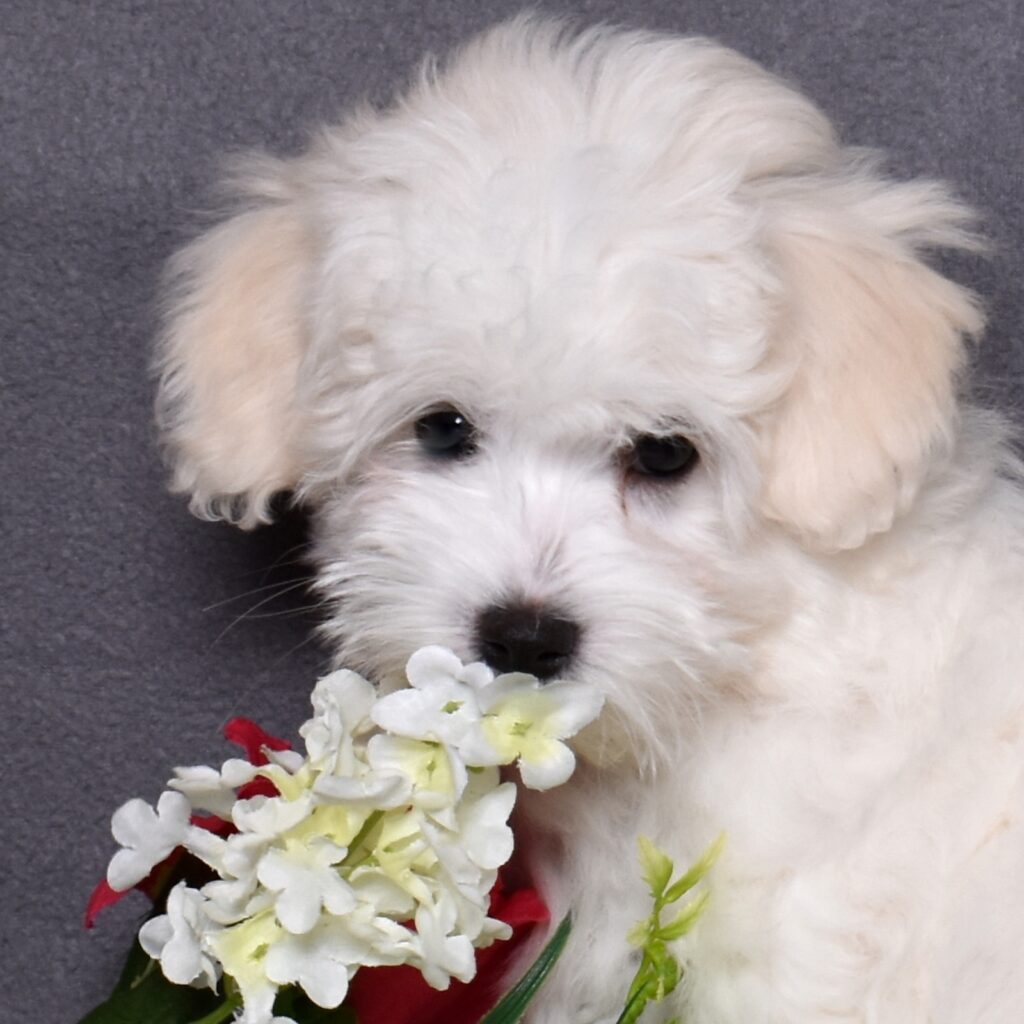 coton puppy for sale