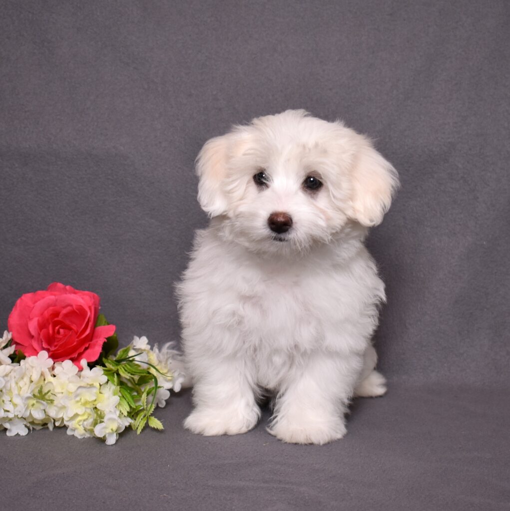 coton puppy for sale in lancaster pa
