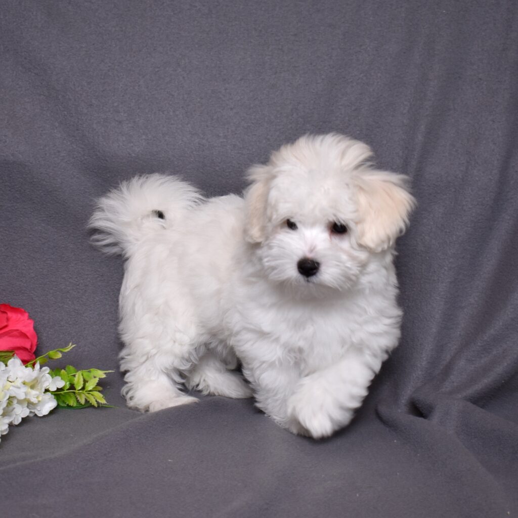 coton puppy for sale lancaster pa