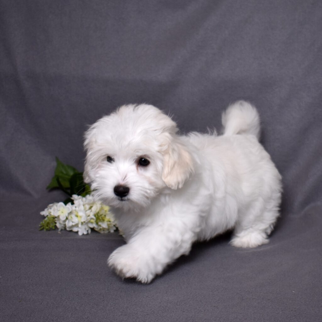 coton puppy for sale near me