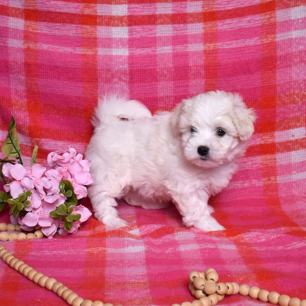 coton tulear puppies for sale