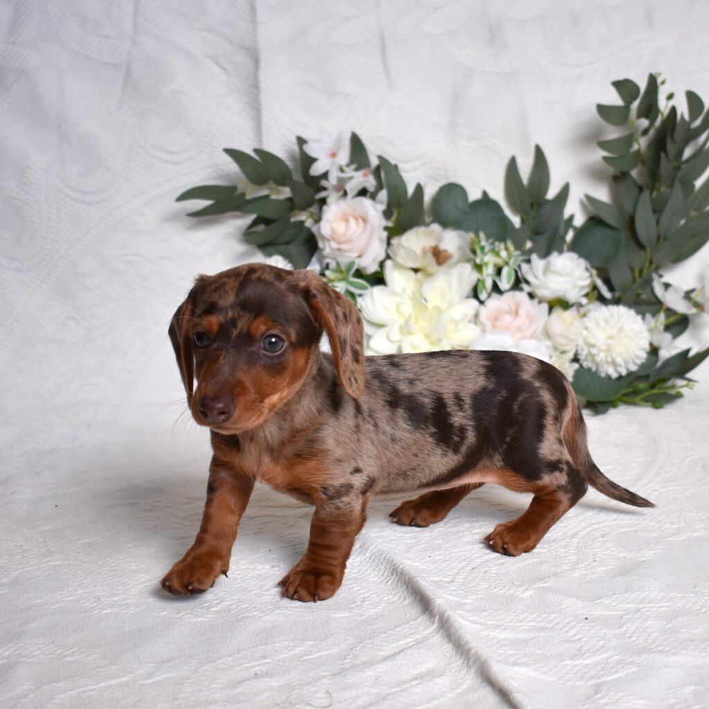dachshund puppy