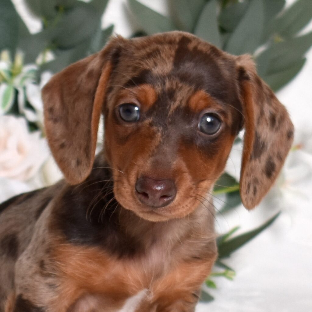 dachshund puppies
