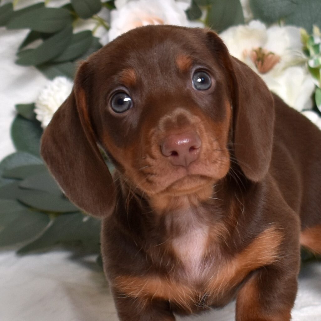 dachshund puppies for adoption