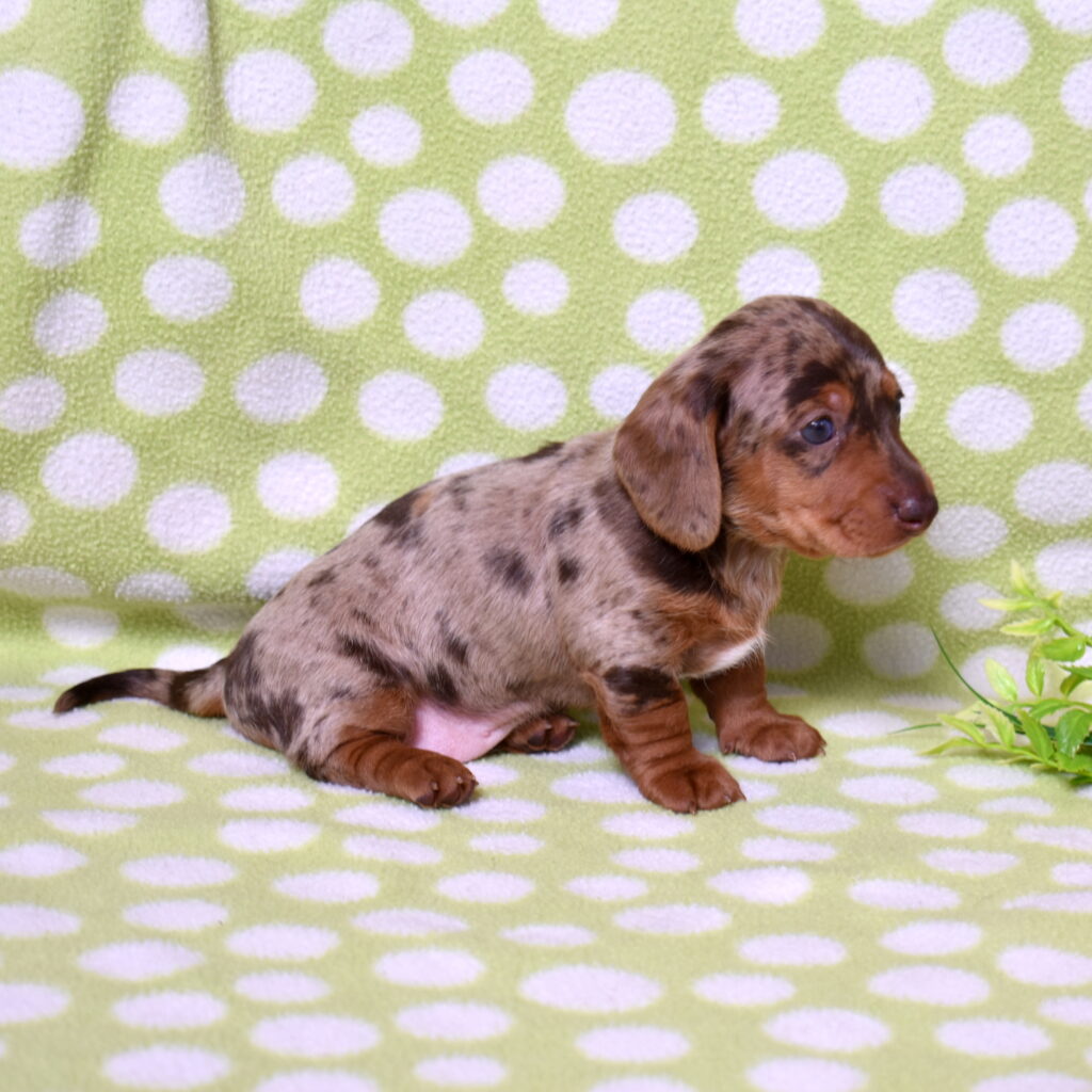 dachshund puppies for adoption
