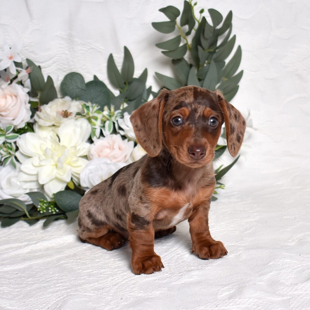 dachshund puppies for sale