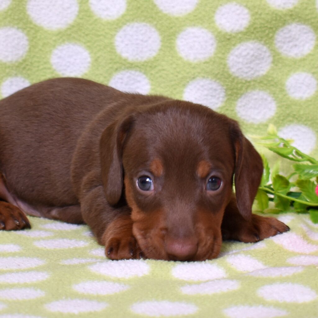 dachshund puppies for sale