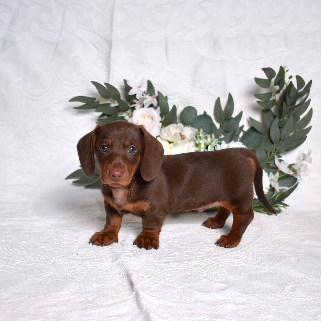 dachshund puppies for sale in pa