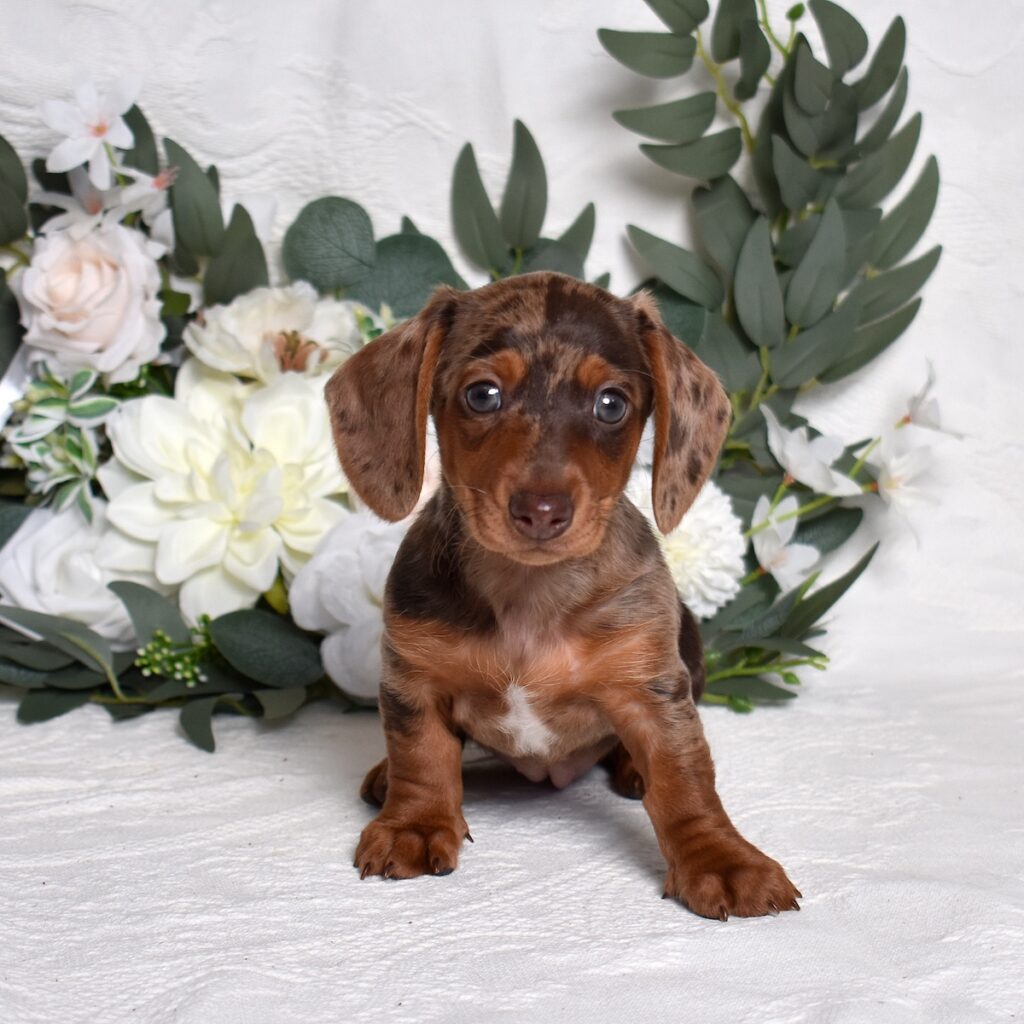 dachshund puppies for sale near me