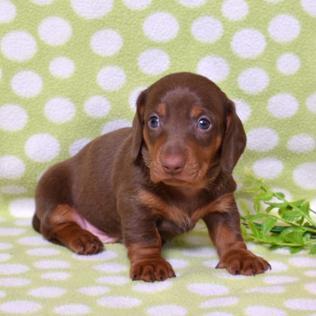 dachshund puppies for sale near me