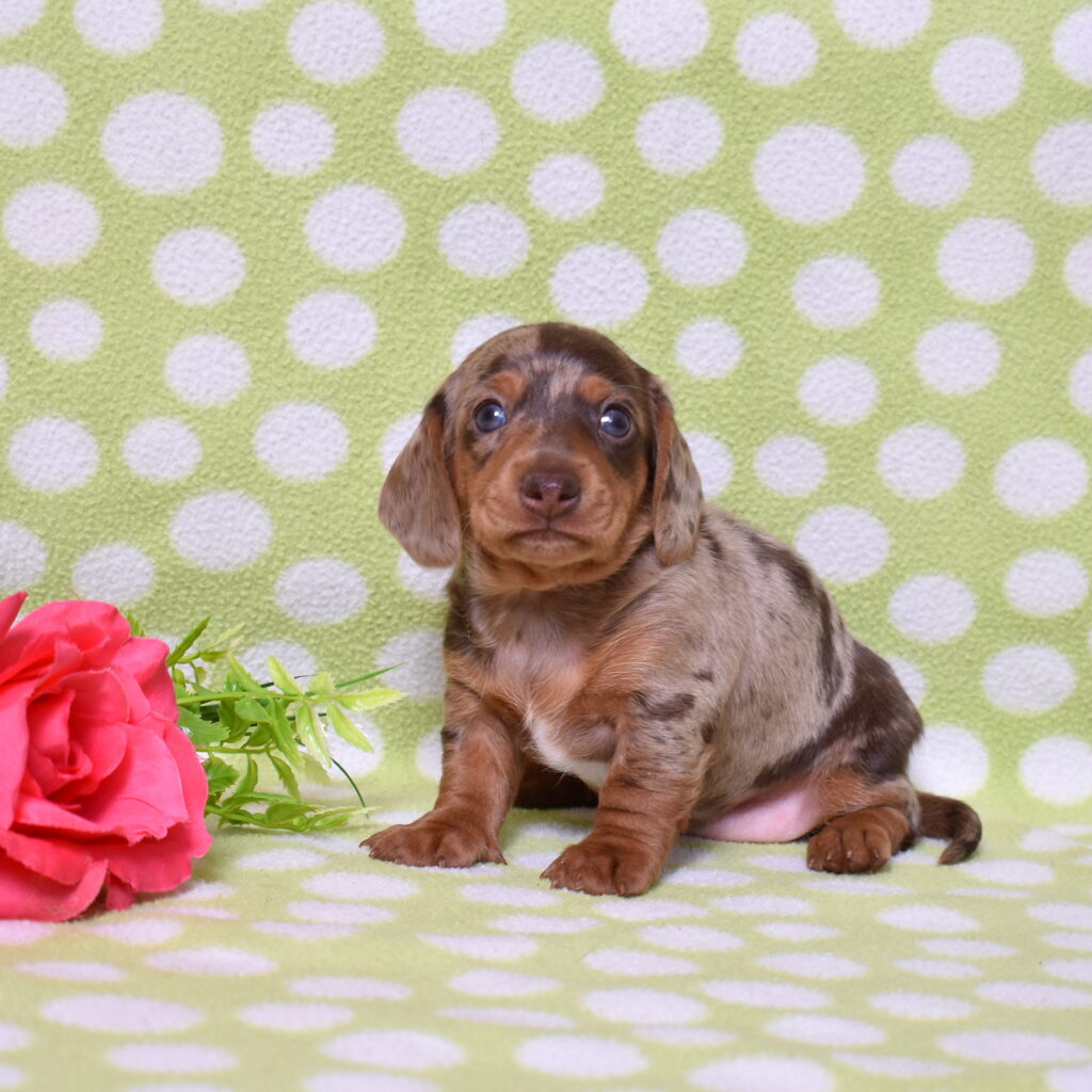 dachshund puppies near me