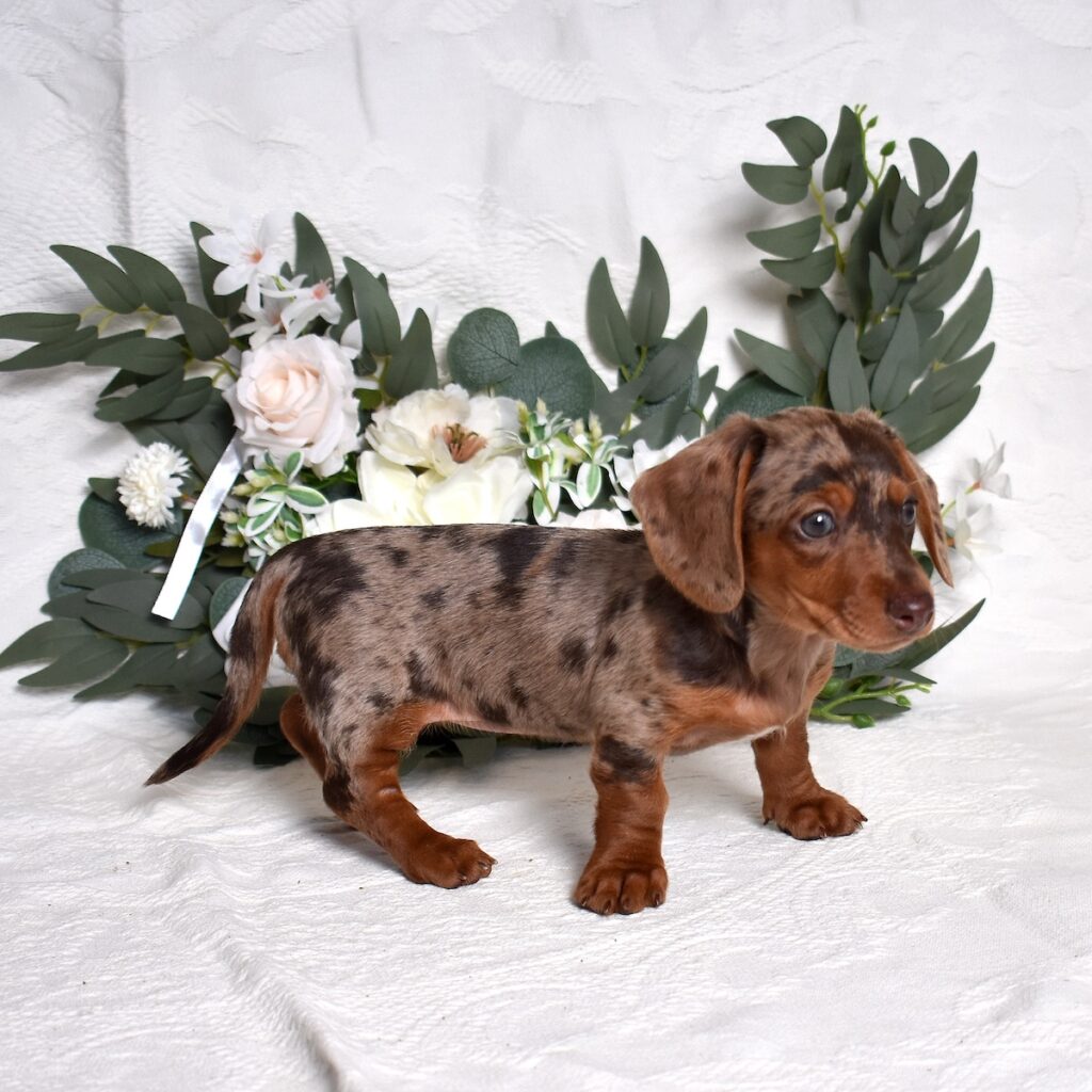 dachshund puppy
