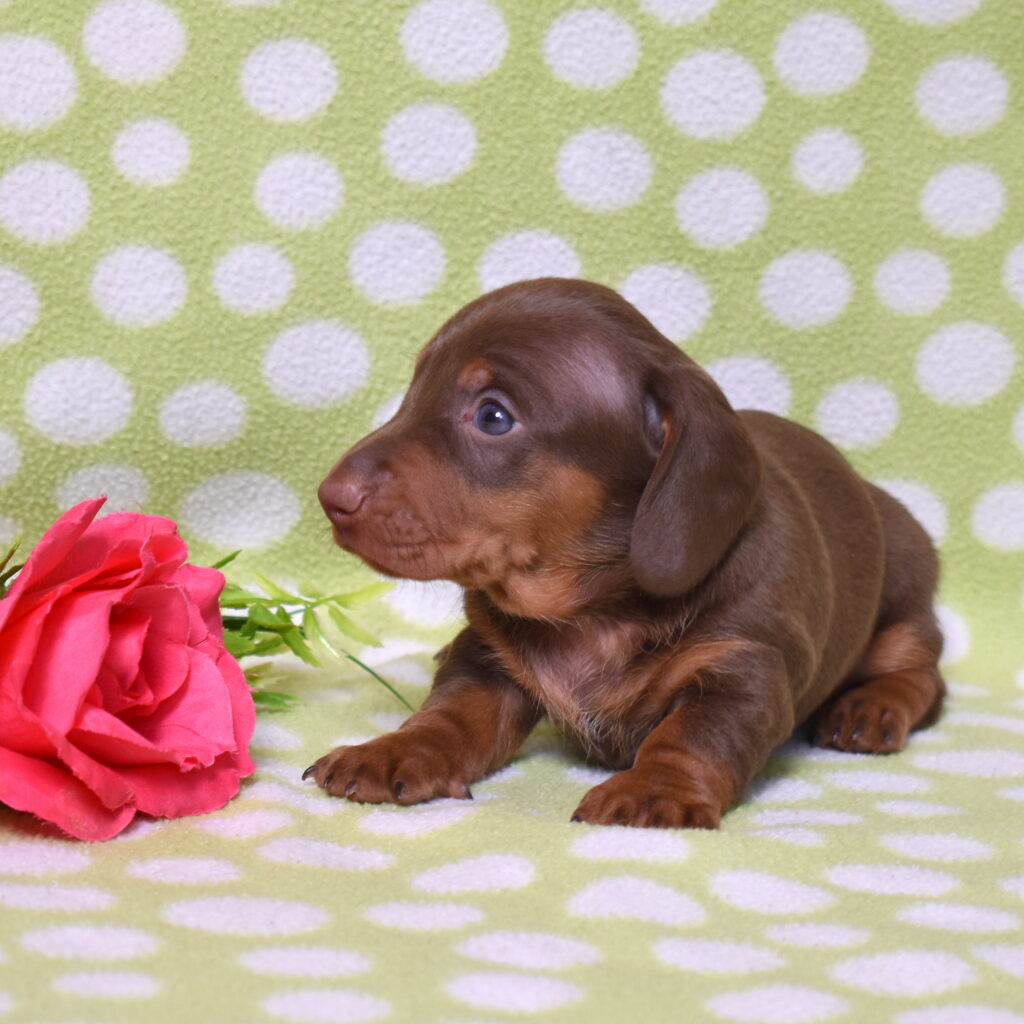 dachshund puppy