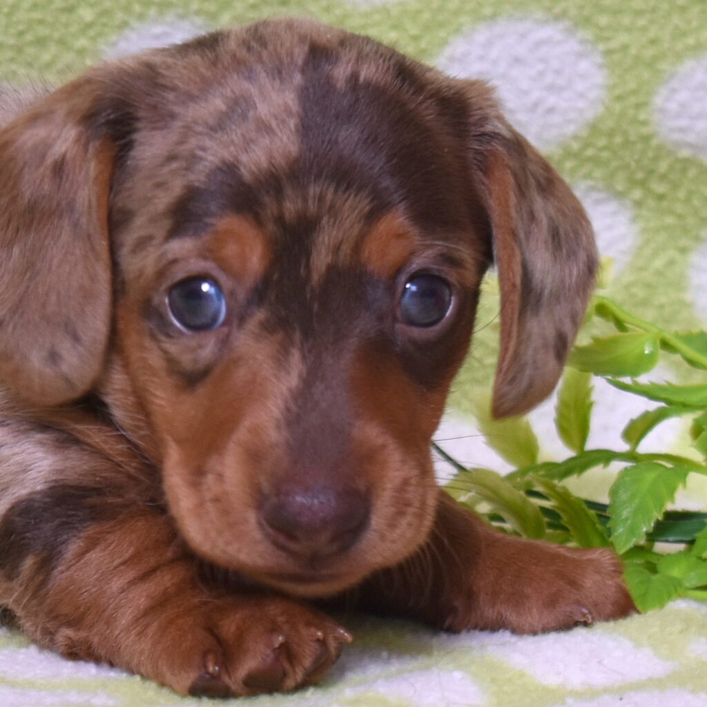 dachshund puppy for sale