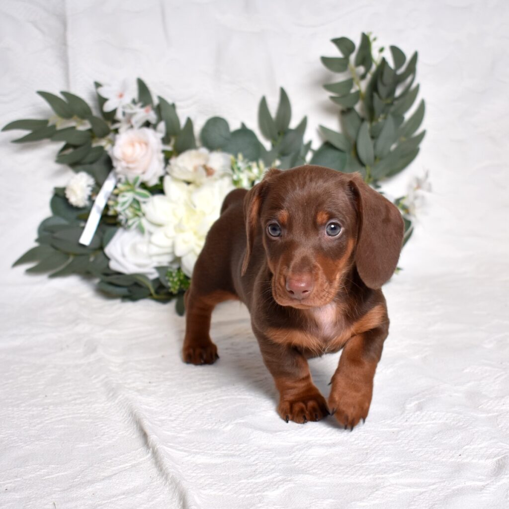 dachshund puppy for sale near me