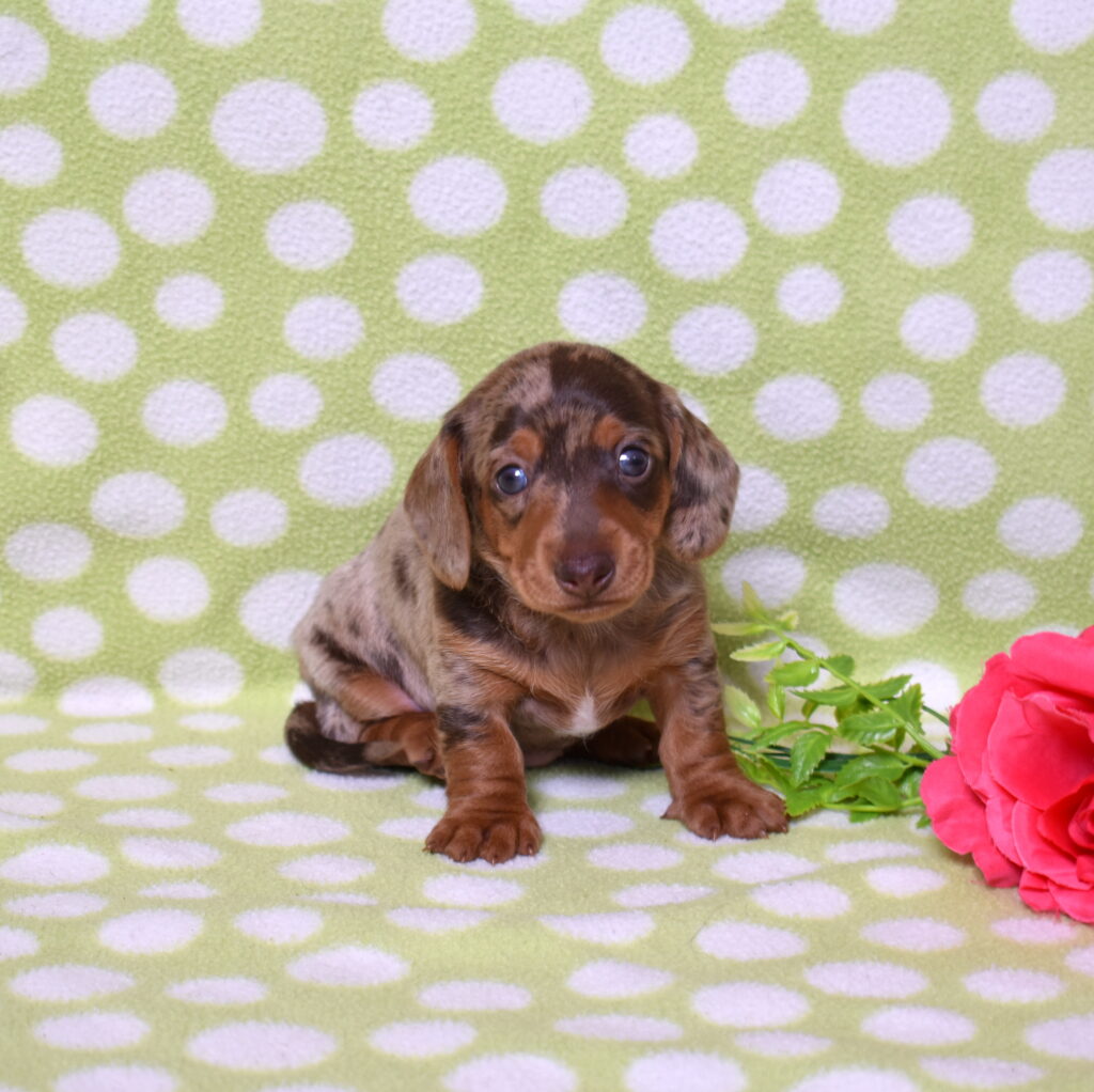 dapple dachshund puppies