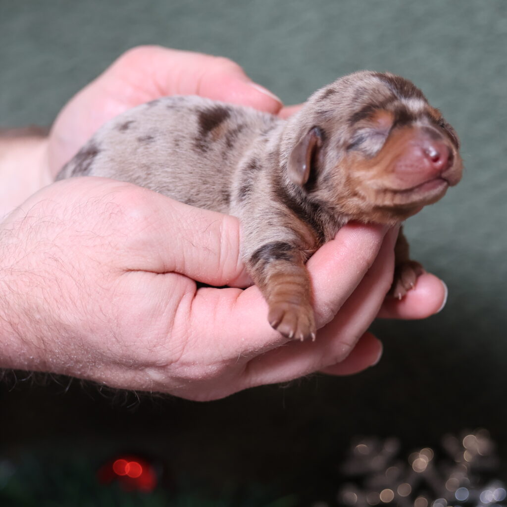 dapple dachshund puppies