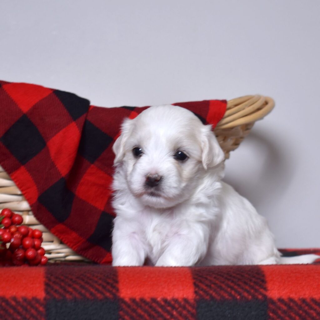 dog breed coton de tulear for sale