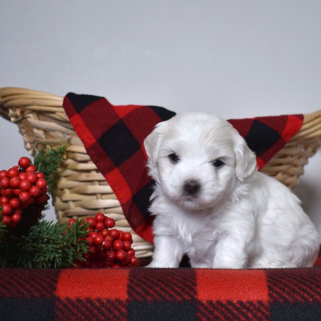 dog breed coton de tulear for sale