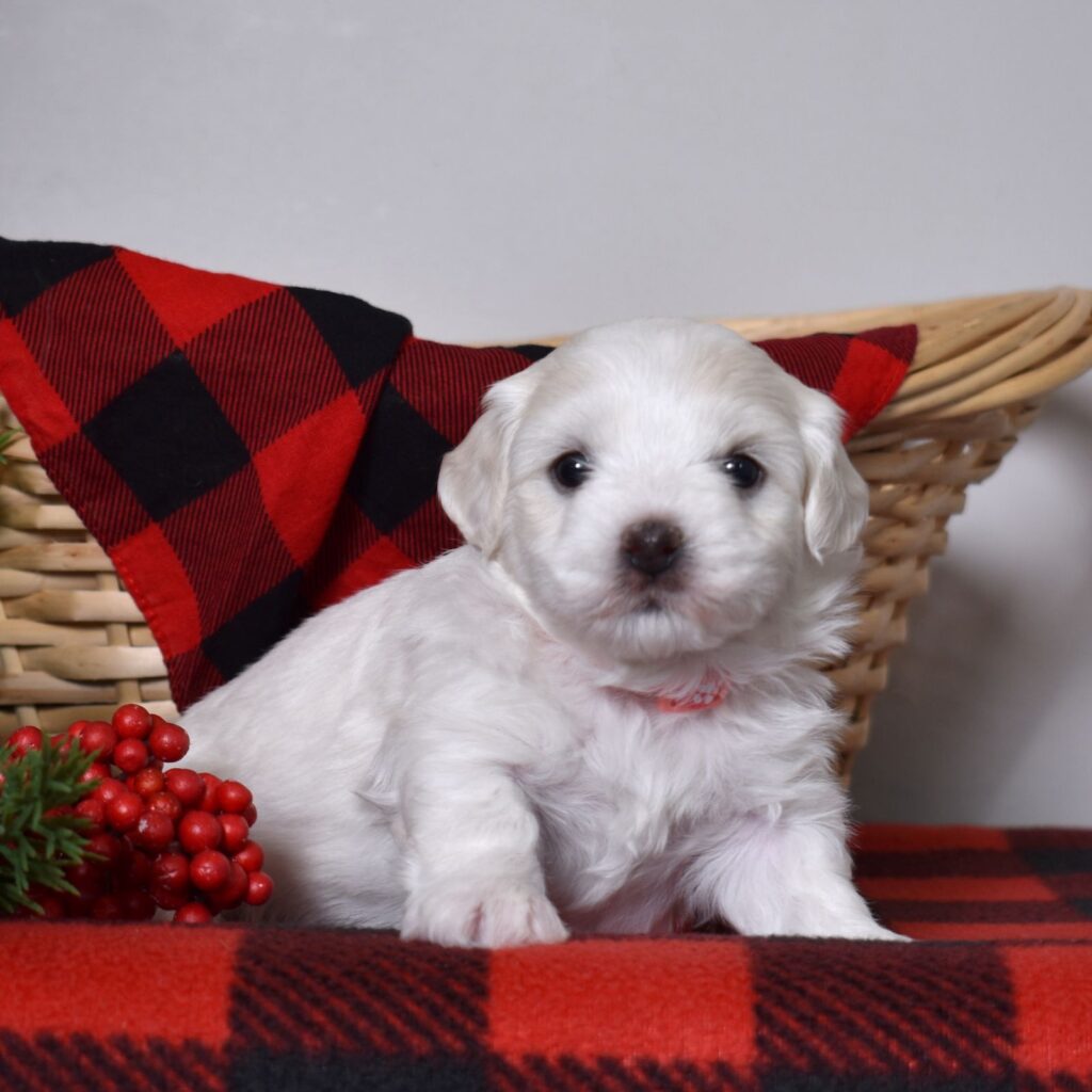 dog coton de tulear