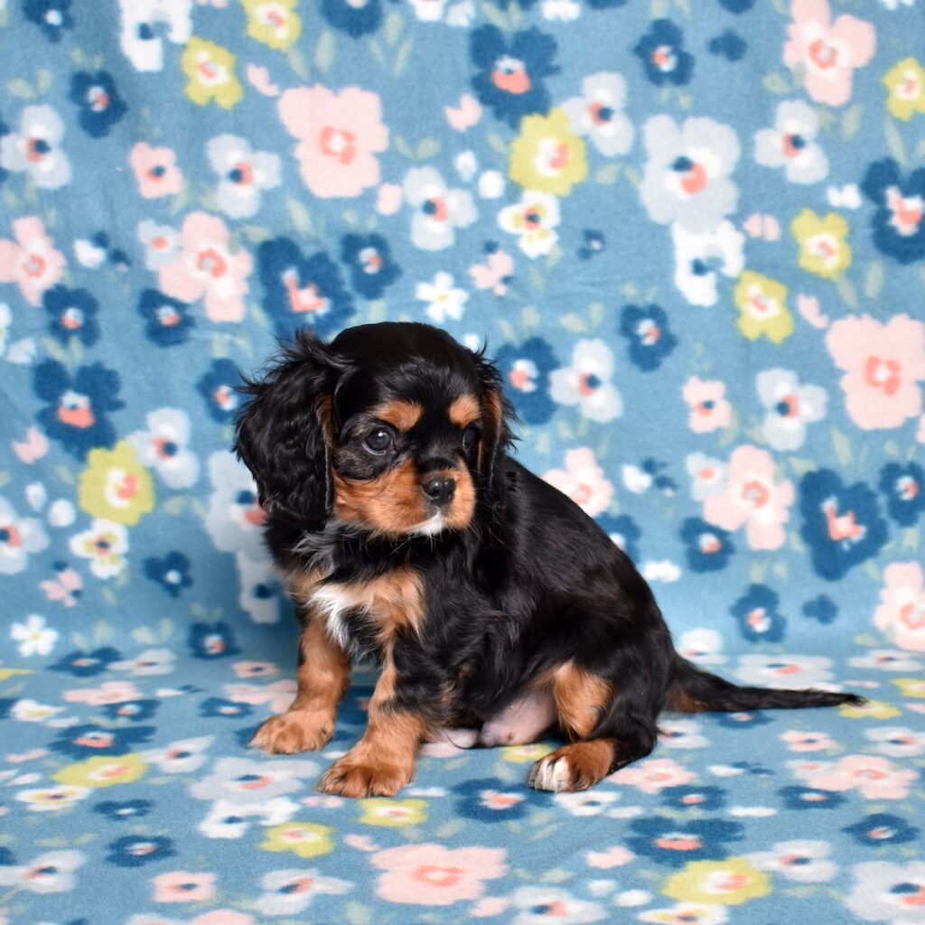 king cavalier charles spaniel puppies for sale