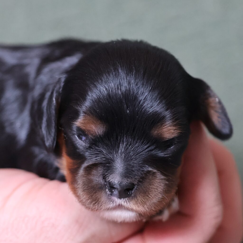king cavalier charles spaniel puppies for sale