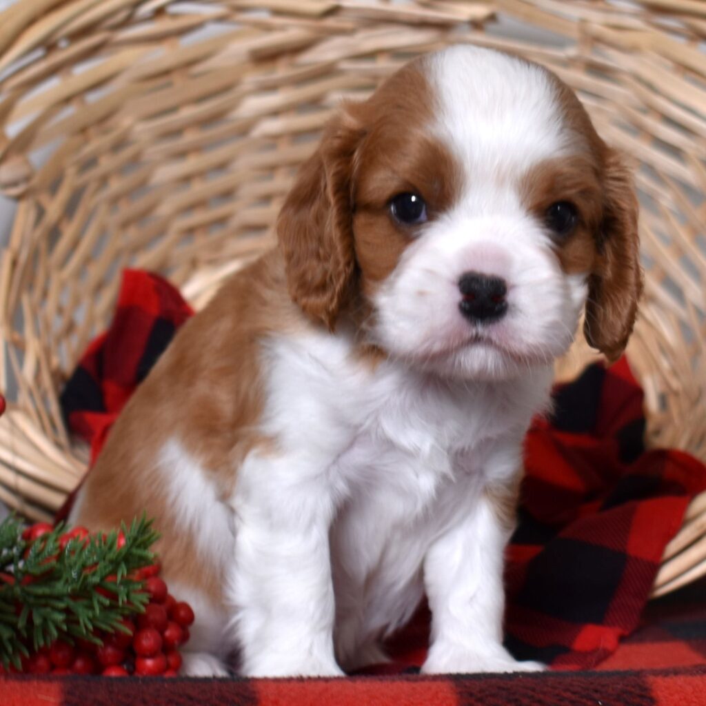 king charles cavalier blenheim