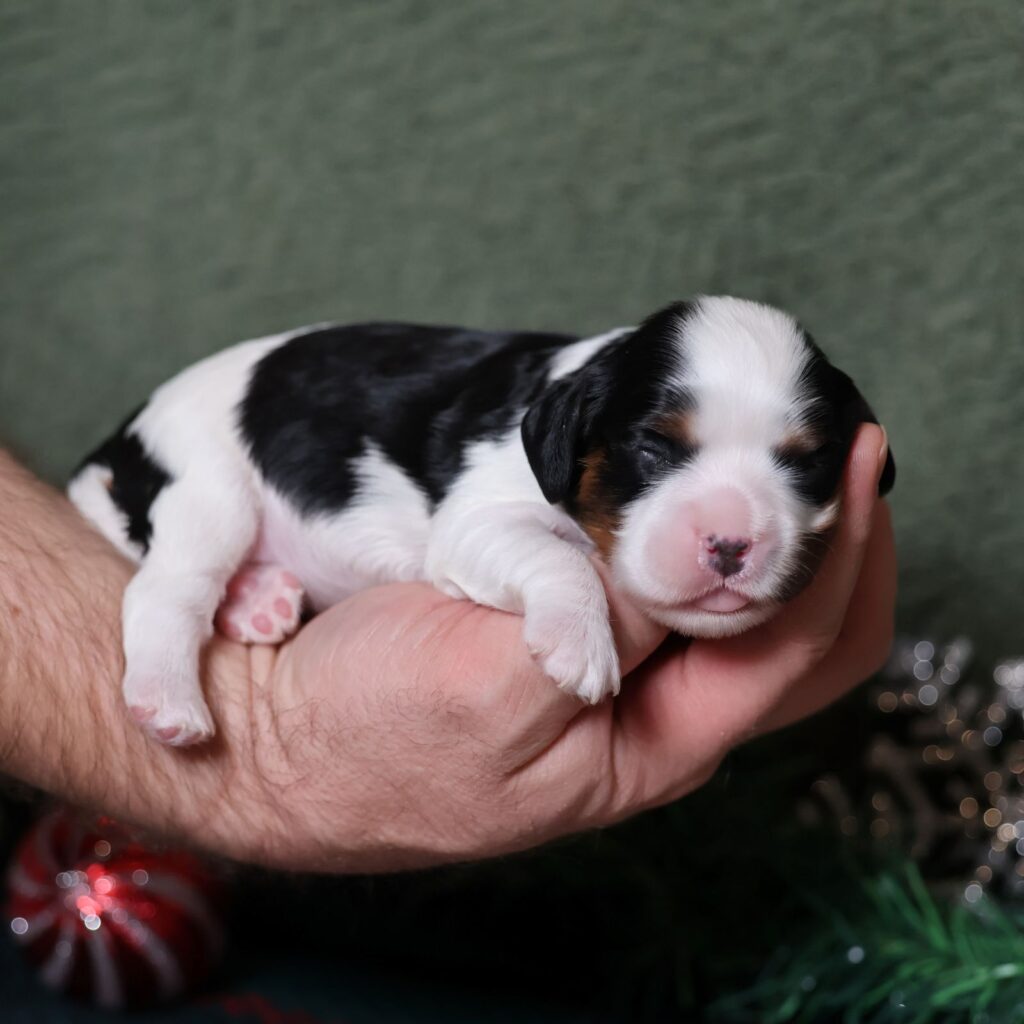 king charles cavalier king charles spaniel