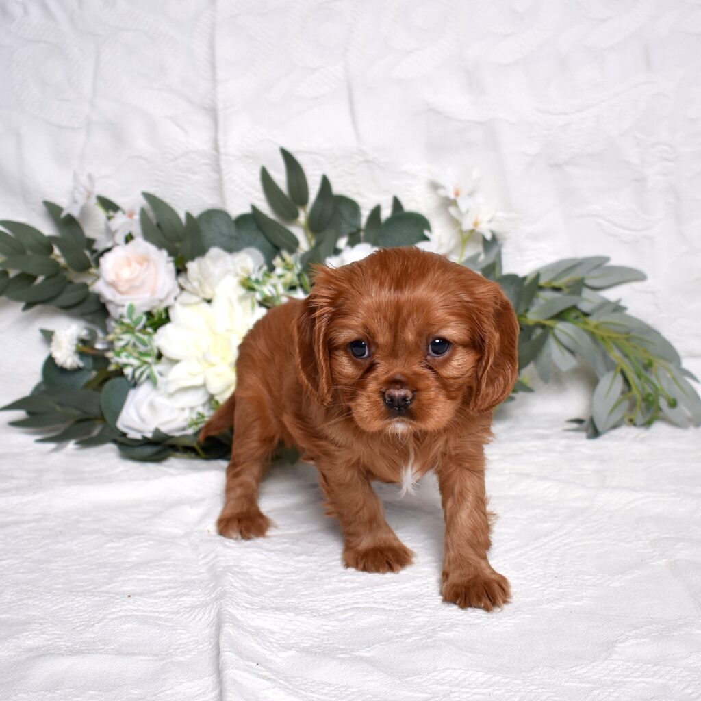 king charles cavalier puppies