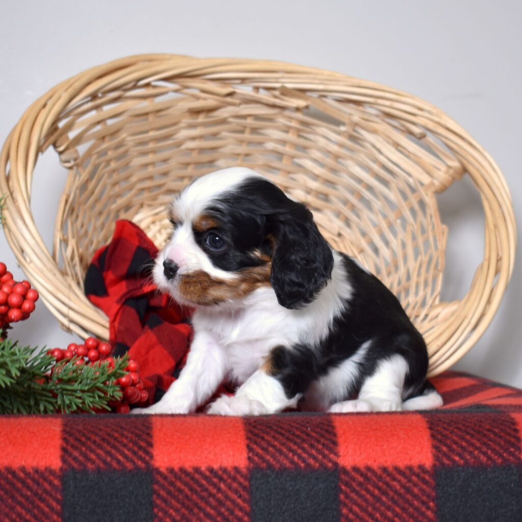 king charles cavalier puppies