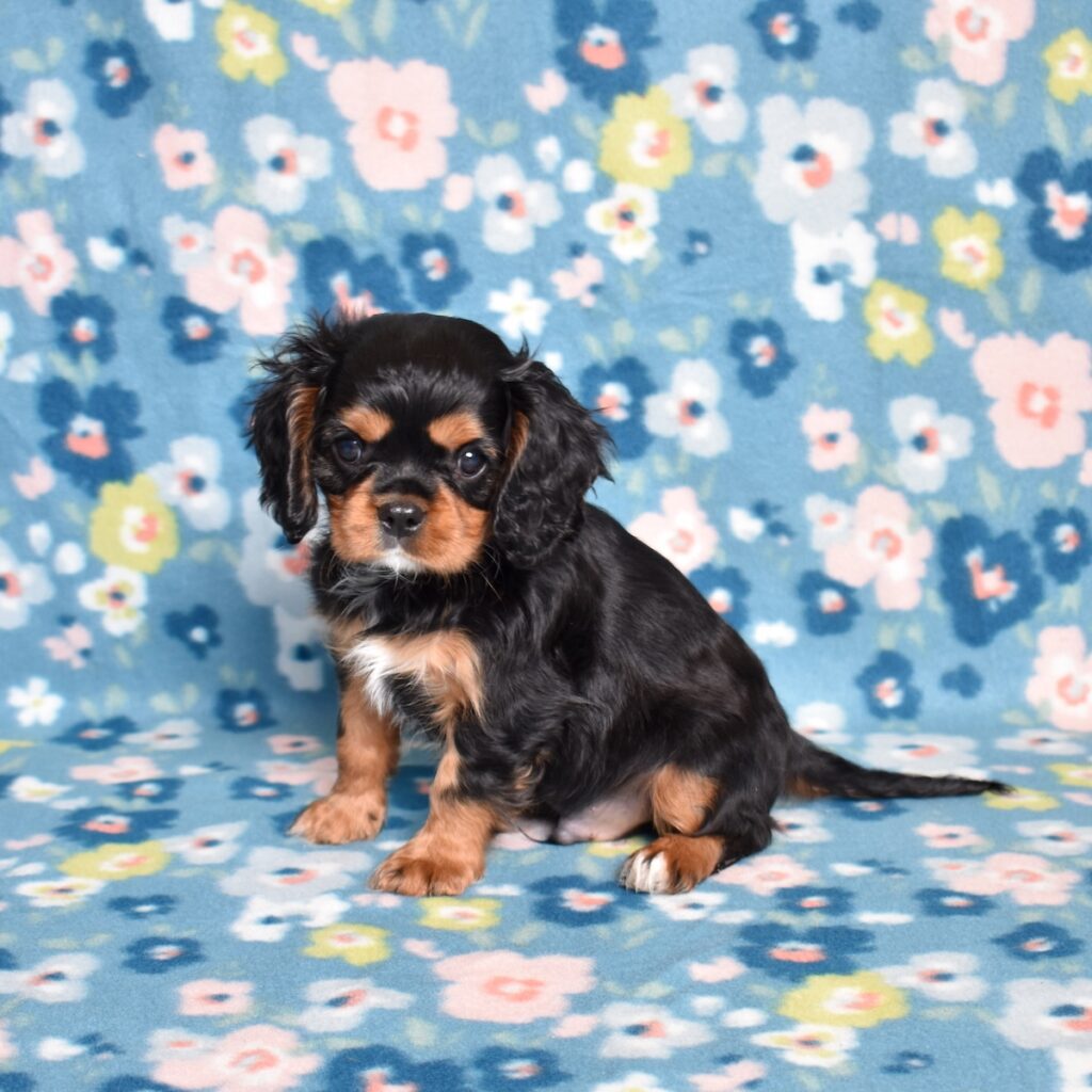 king charles cavalier puppies for adoption