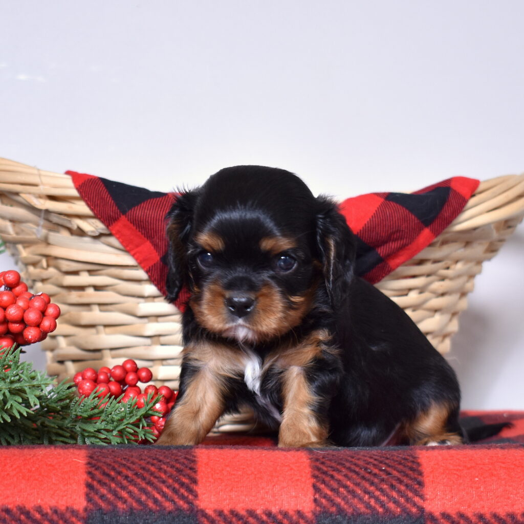 king charles cavalier puppies for sale near me