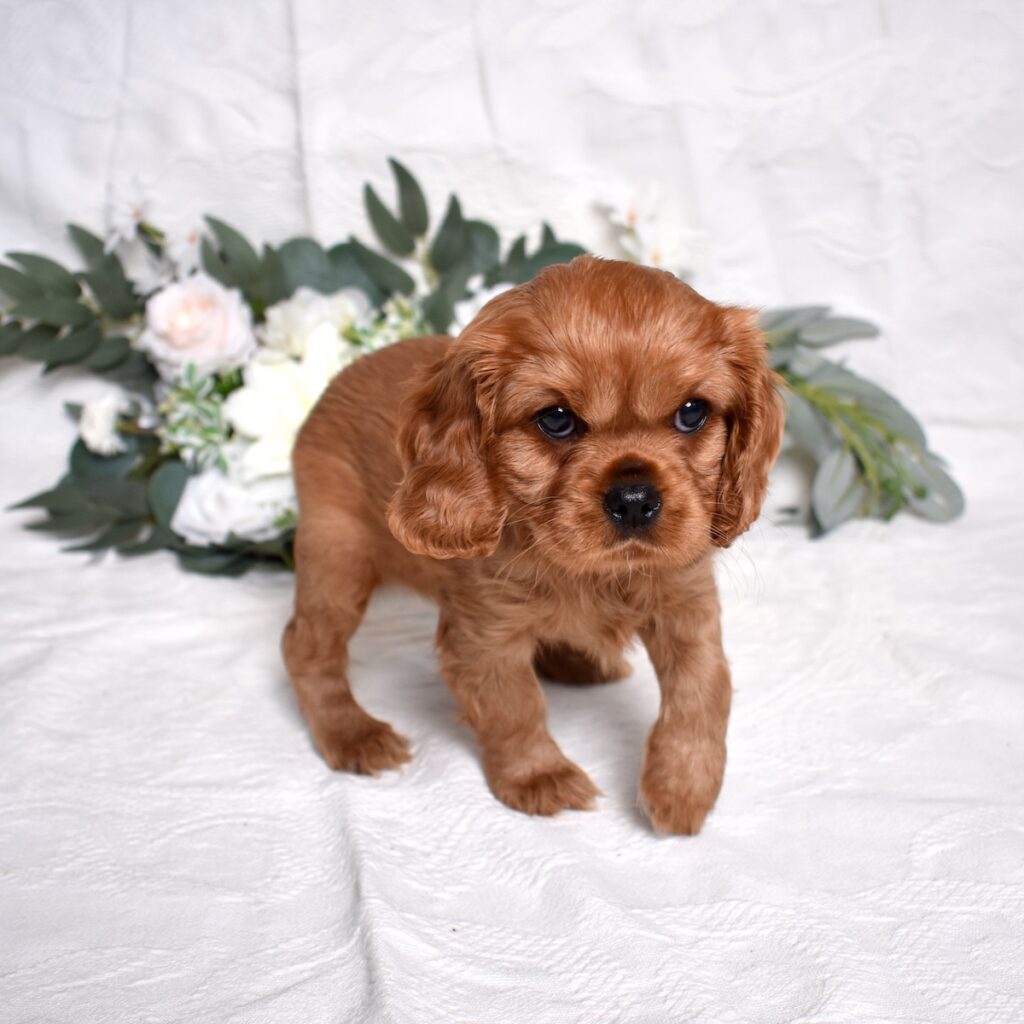 Cavalier King Charles Spaniel Temperament