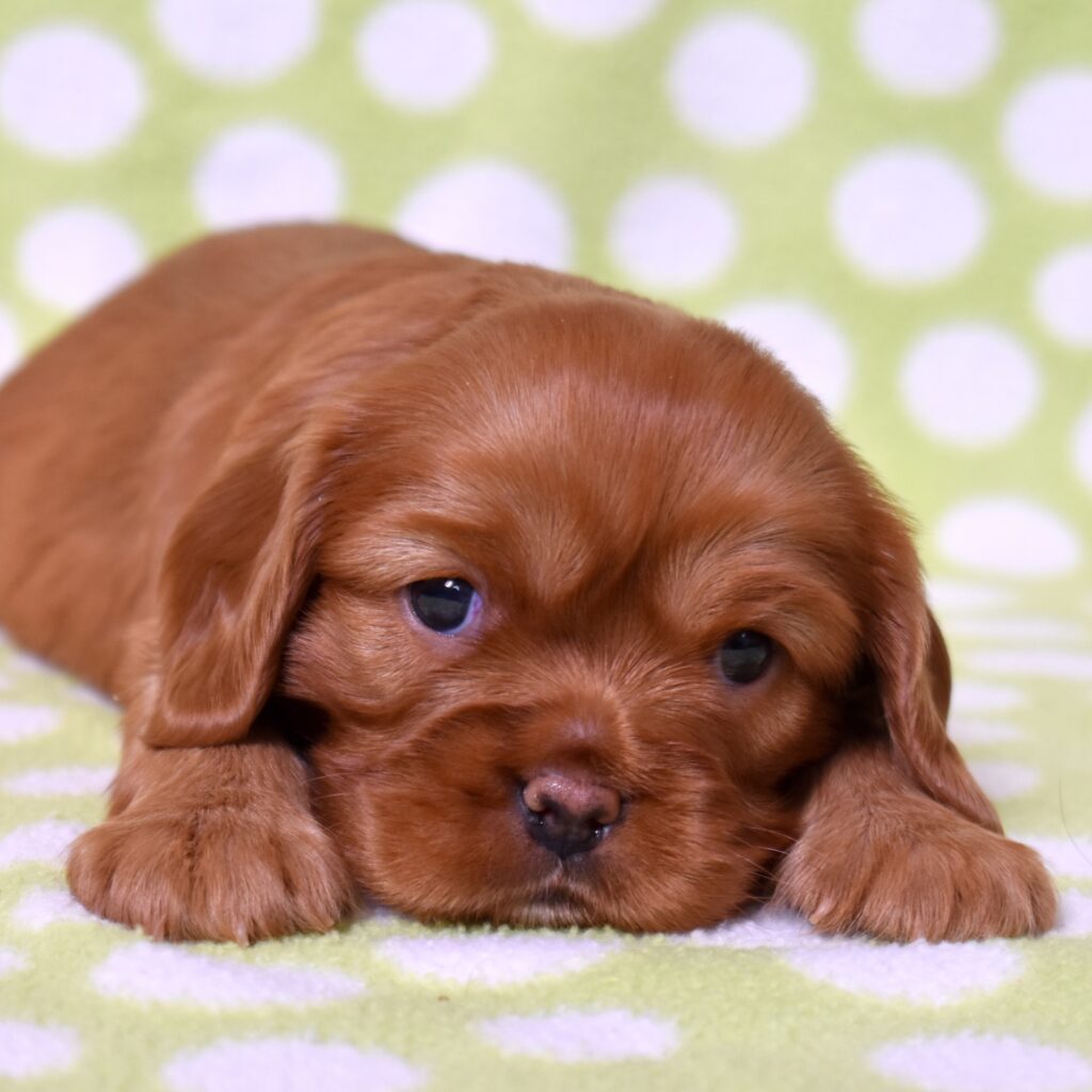 king charles cavalier spaniel puppies ruby