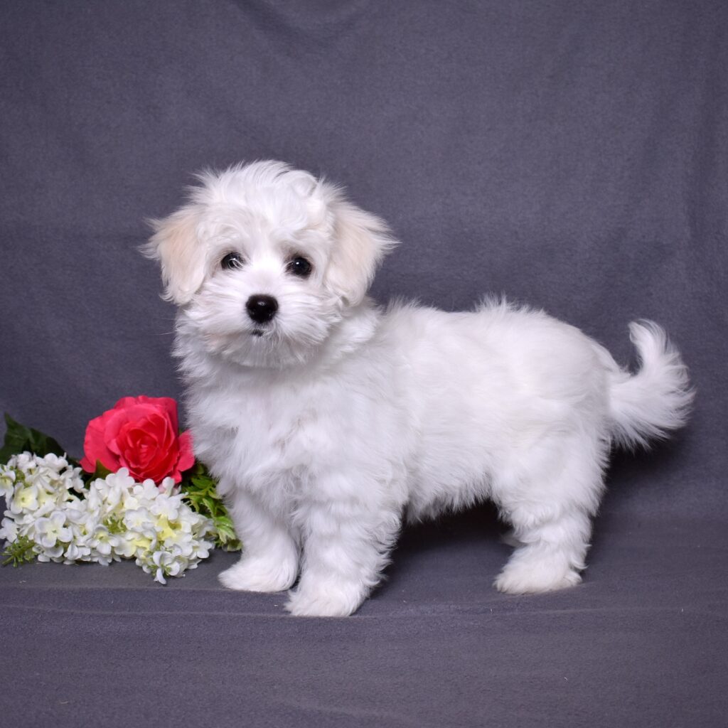 mini coton puppies