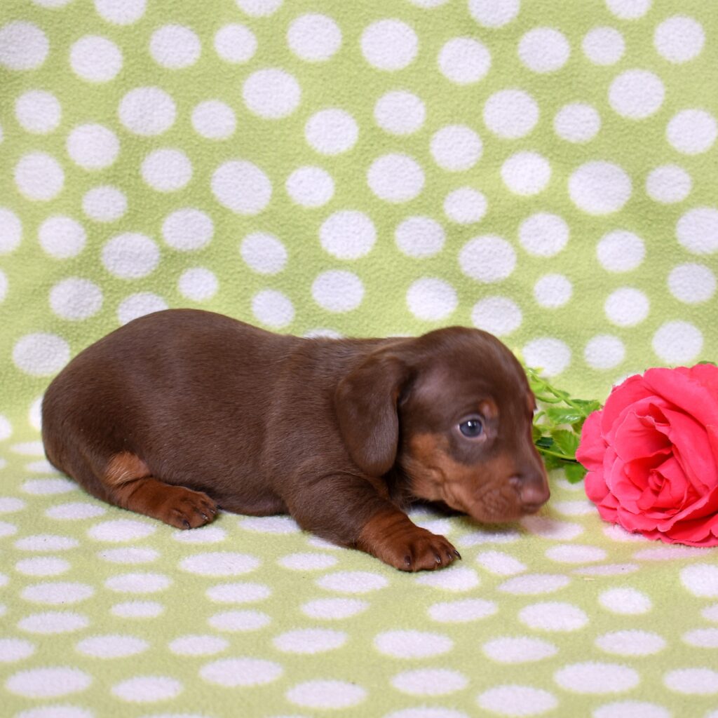 mini dachshund puppies
