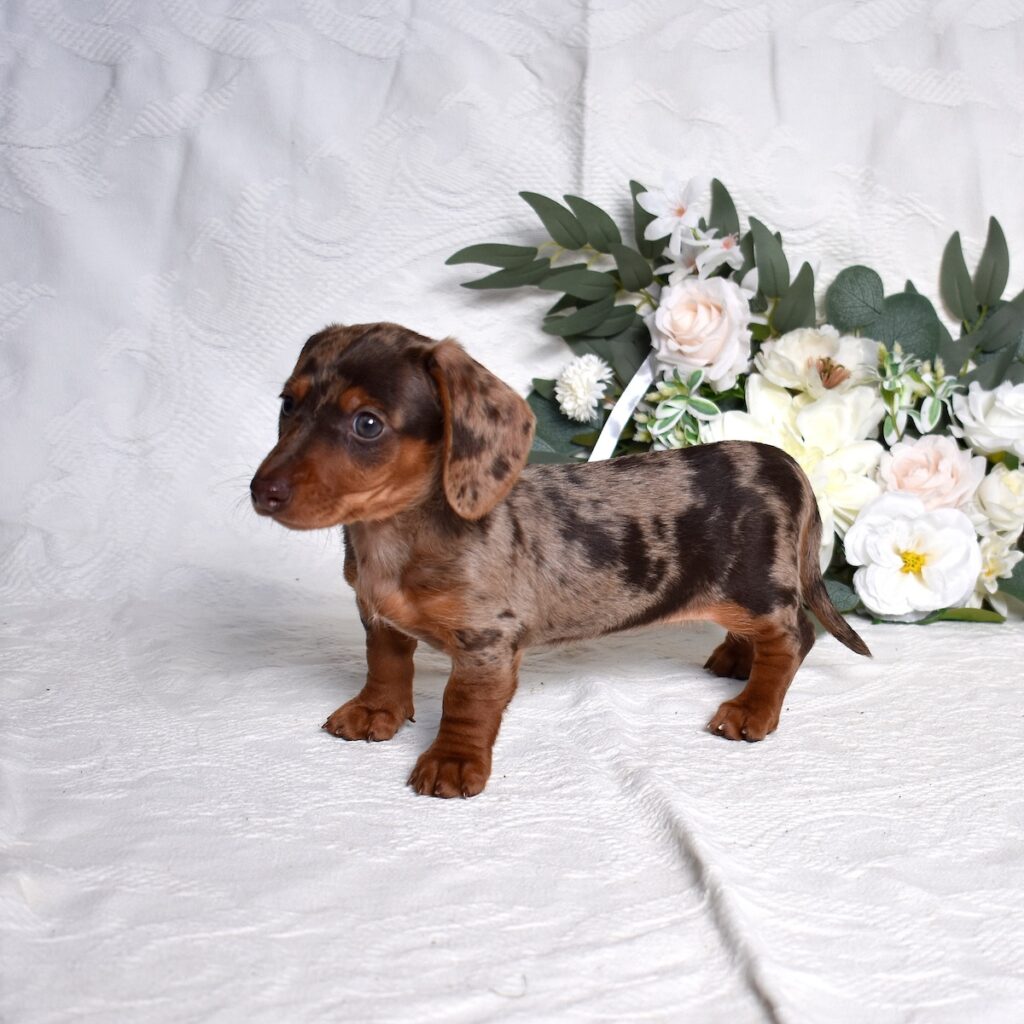mini dachshund puppies for sale