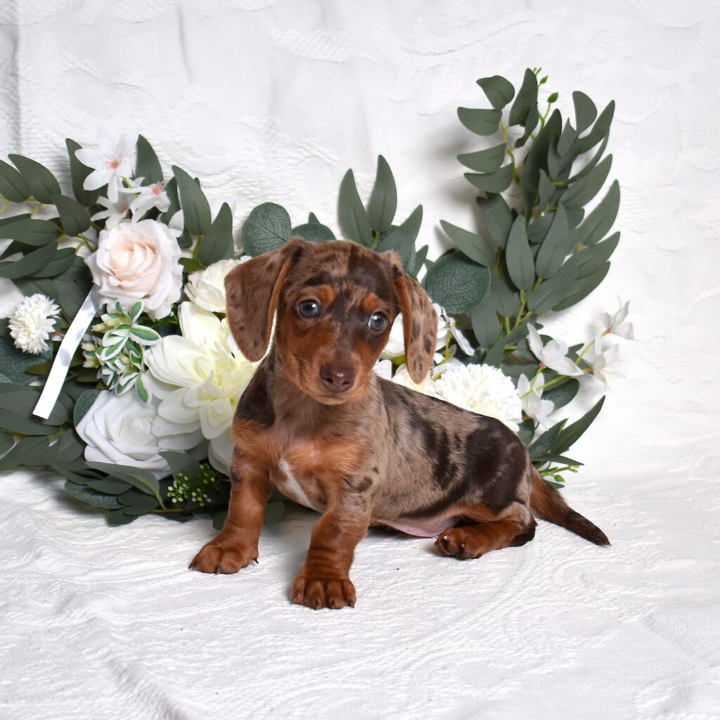 miniature dachshund puppies for sale