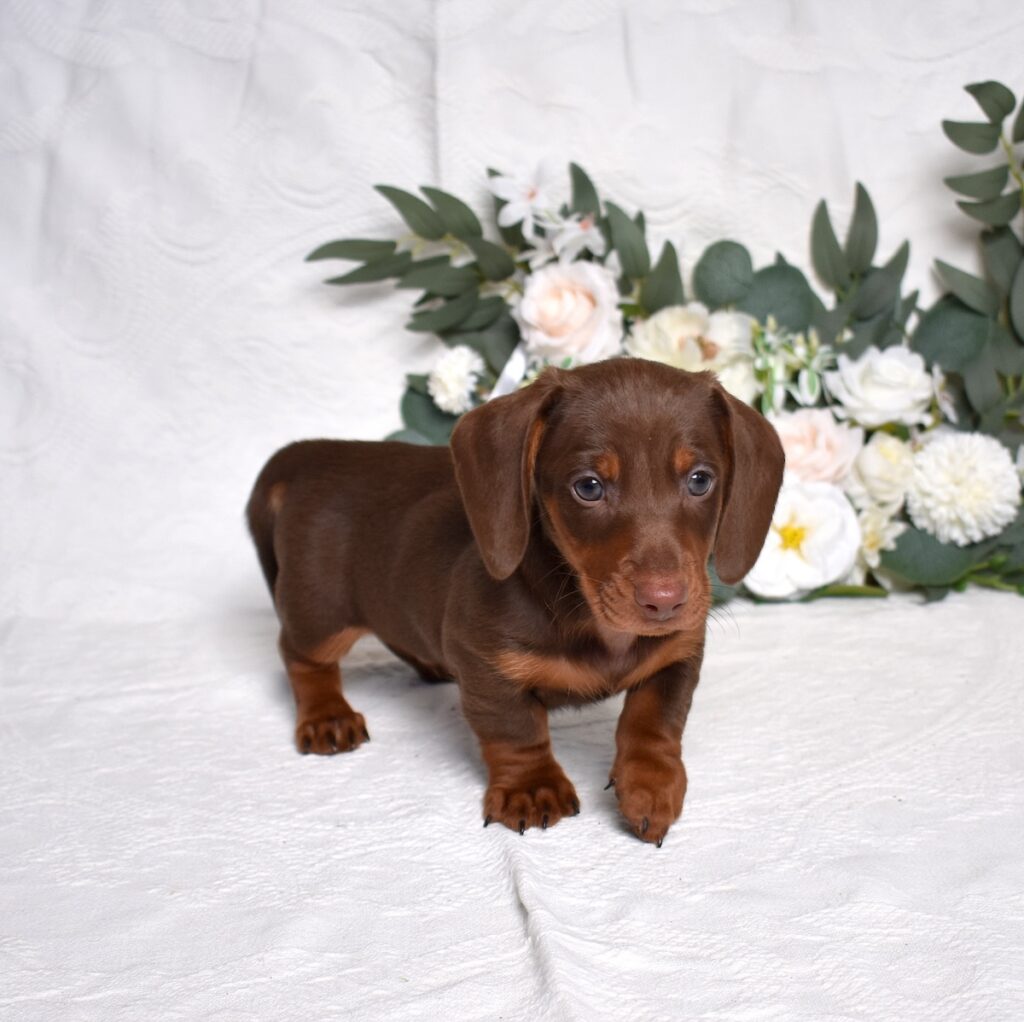 pictures of dachshund puppies