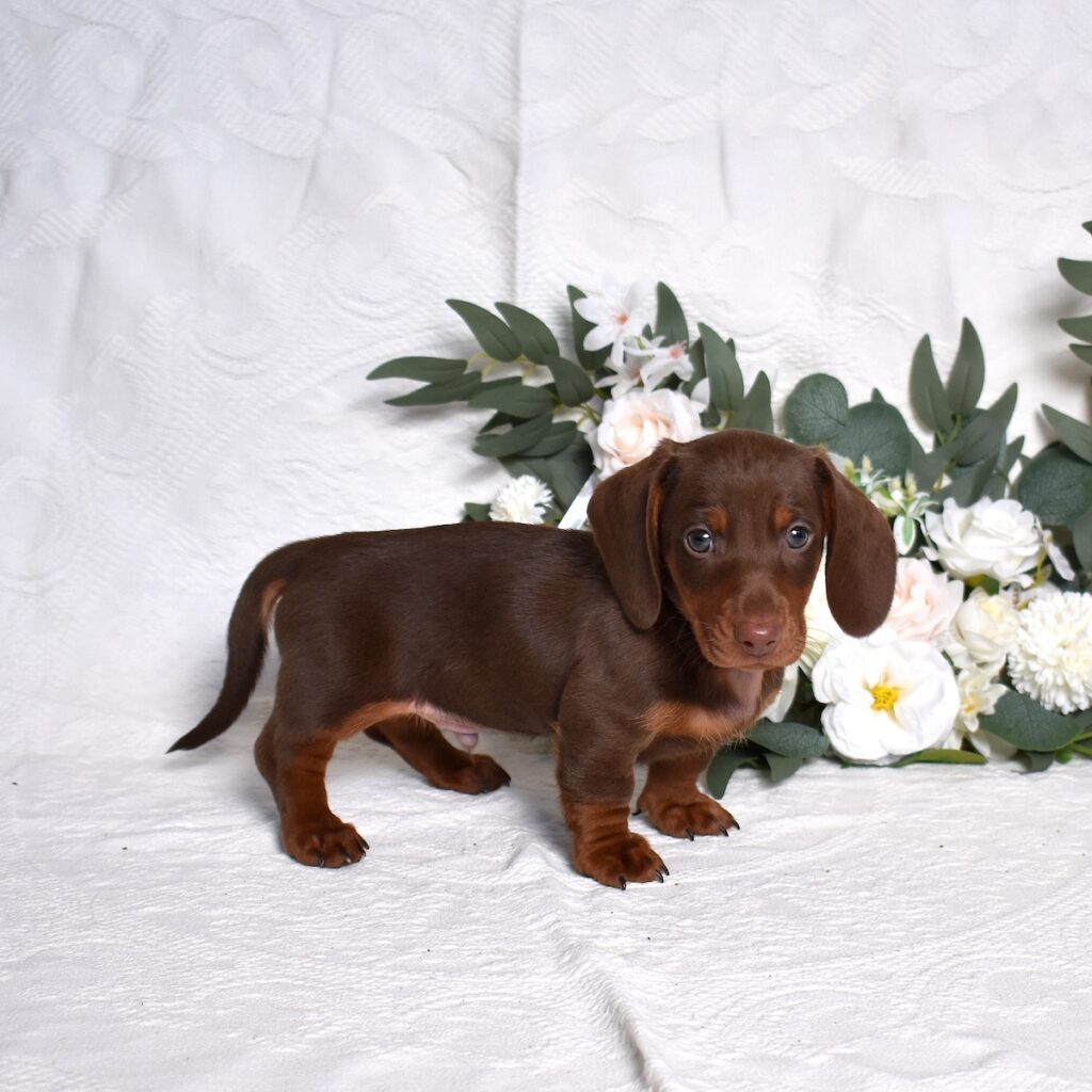 puppy dachshund