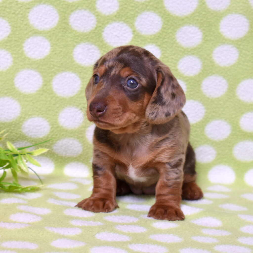 puppy dachshund