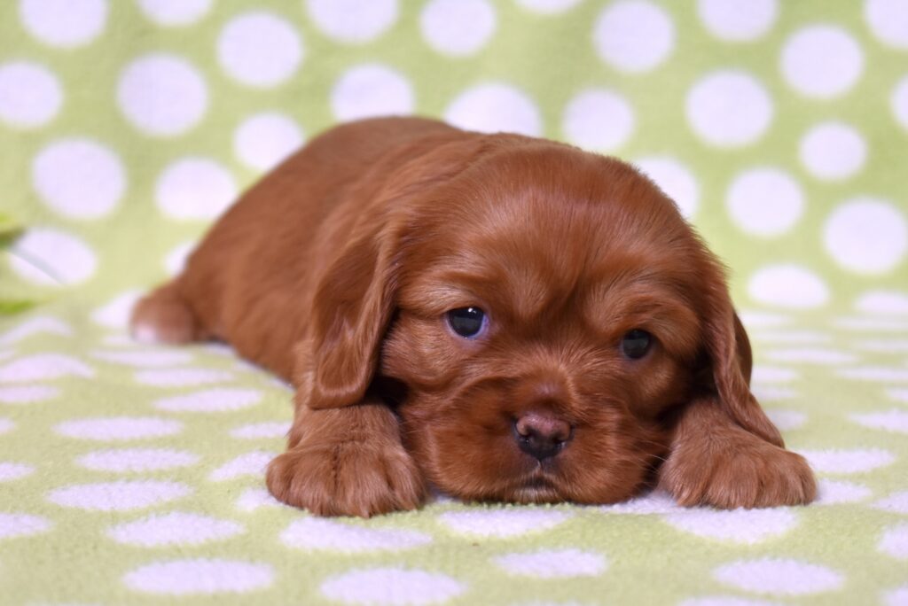 ruby cavalier king charles puppy